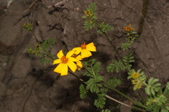 Tagetes zypaquirensis image