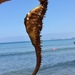 Observation photo