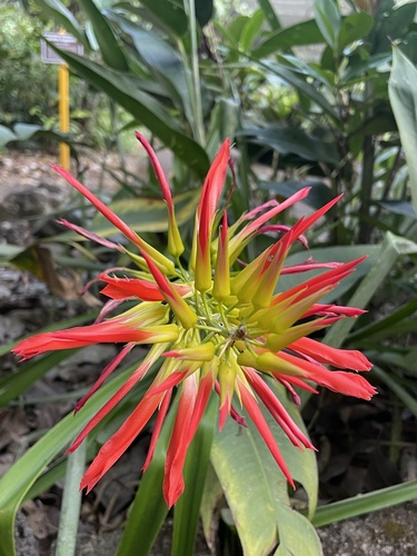 Pitcairnia (Genus Pitcairnia) · iNaturalist