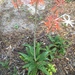 Aloe × commutata - Photo (c) susieque, todos os direitos reservados