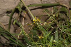 Image of Sisymbrium officinale