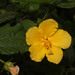 Pavonia sepioides - Photo (c) Ruth Ripley, כל הזכויות שמורות, הועלה על ידי Ruth Ripley
