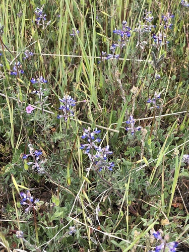 iNaturalist observation photo of Miniature Lupine