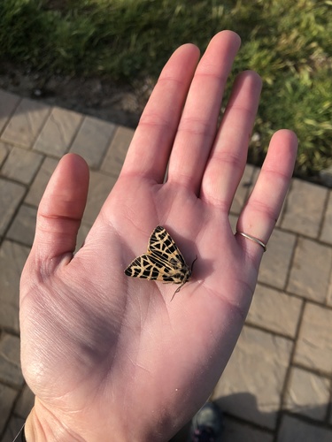 iNaturalist observation photo of Apantesis