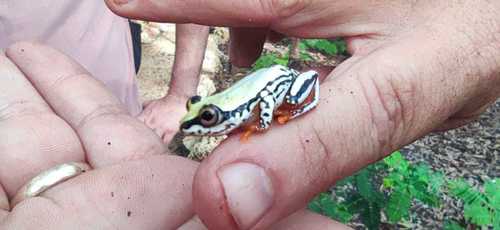 Three-color Reed Frog
