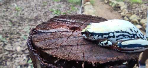 Three-color Reed Frog