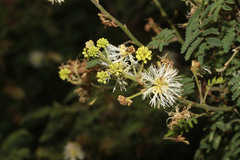 Image of Mimosa quitensis