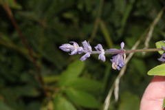 Salvia humboldtiana image