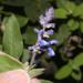 Salvia humboldtiana - Photo 由 Ruth Ripley 所上傳的 (c) Ruth Ripley，保留所有權利