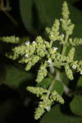 Image of Lepechinia betonicifolia