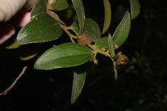 Image of Dasyphyllum popayanense