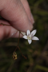Wahlenbergia linarioides image