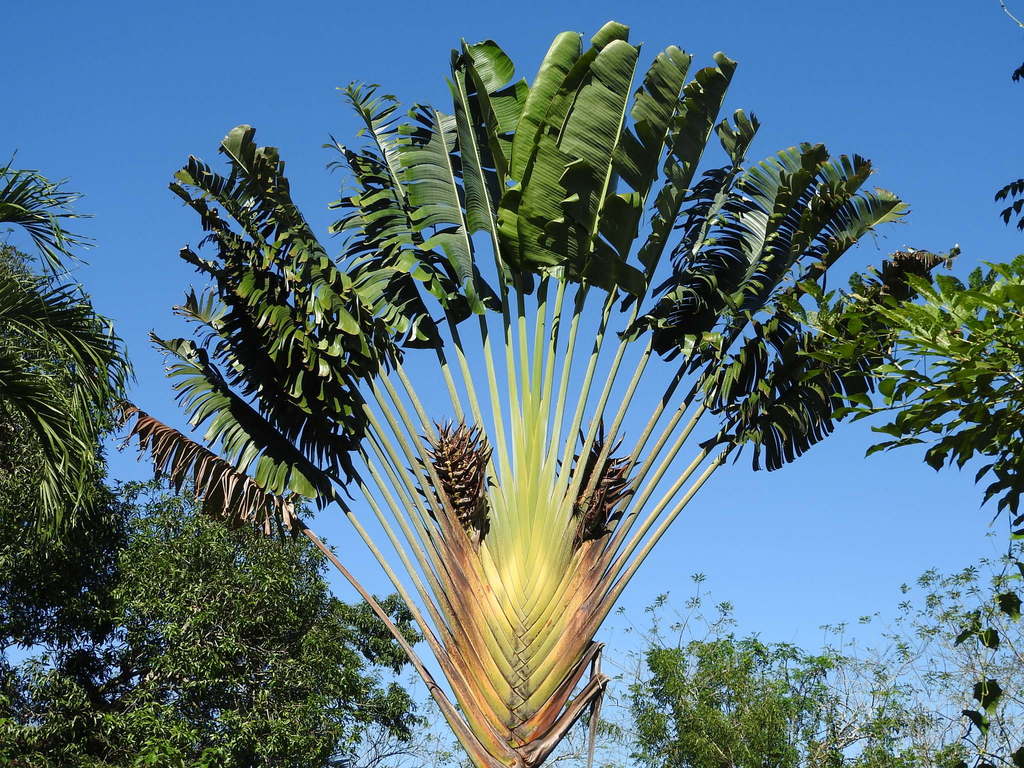 Ravenala madagascariensis - Wikispecies