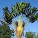 Traveller's Palm - Photo (c) Andrea Mackie, all rights reserved, uploaded by Andrea Mackie