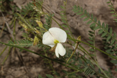 Coursetia gracilis image