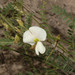 Coursetia gracilis - Photo (c) Ruth Ripley, todos los derechos reservados, subido por Ruth Ripley