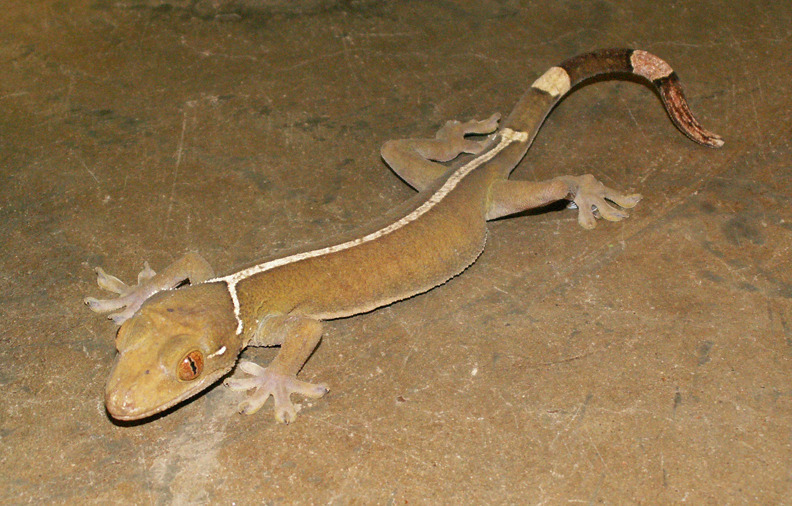 Lined Gecko (Gekko vittatus)
