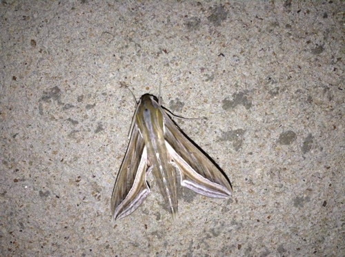 Vine Hawkmoth