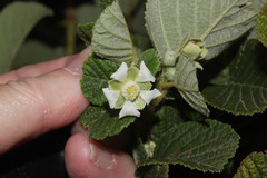 Image of Rubus ellipticus