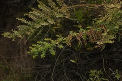 Coriaria ruscifolia image