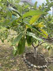 Psidium guajava image