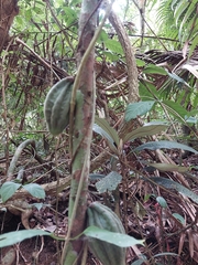 Theobroma cacao image