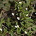 Pombalia parviflora - Photo (c) Ruth Ripley, todos los derechos reservados, subido por Ruth Ripley