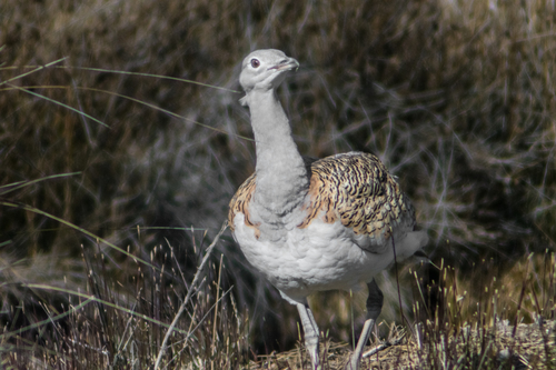 Great Bustard