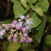 Aristeguietia lamiifolia - Photo (c) Ruth Ripley, all rights reserved, uploaded by Ruth Ripley