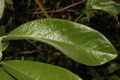 Daphnopsis macrophylla image