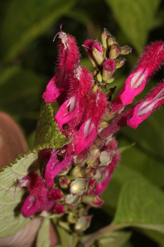 Salvia tortuosa image
