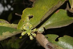 Daphnopsis macrophylla image