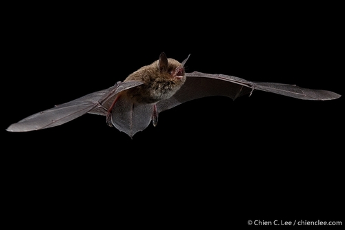 Himalayan whiskered bat (Myotis siligorensis) — Least Concern Mammalia