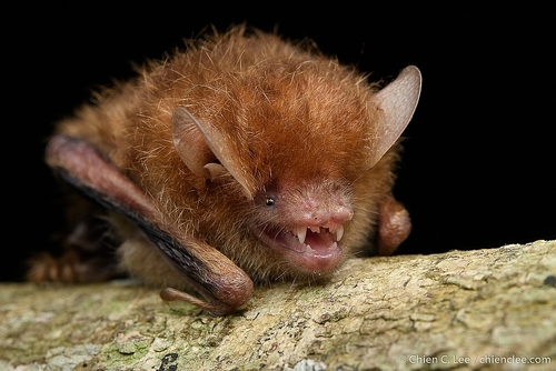 round-eared tube-nosed bat (Murina cyclotis) — Least Concern Mammalia