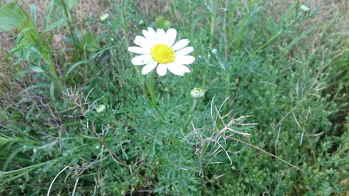 Corn Chamomile