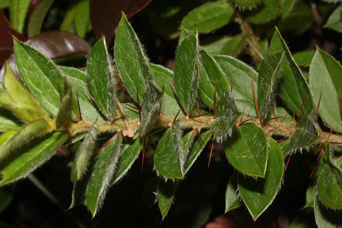 Dasyphyllum popayanense image