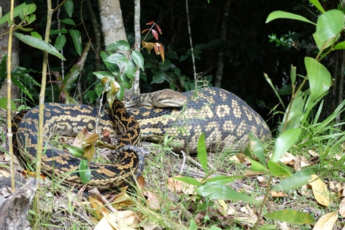 Australian Scrub Python sighting