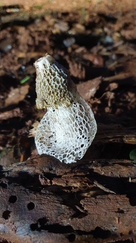 bridal veil stinkhorn from Somerset QLD 4876, Australia on March 30
