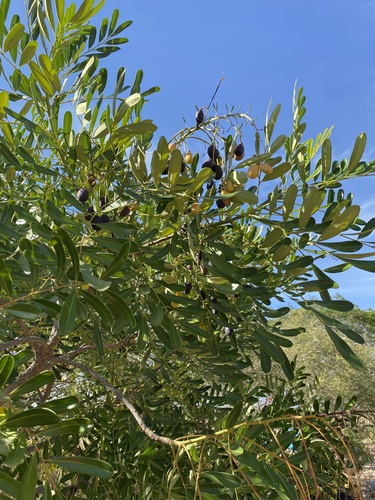 Simarouba amara - Whole tree