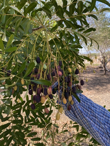 Simarouba amara - Leaves