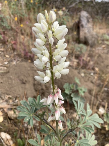 Lupinus citrinus var. deflexus