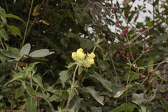 Calceolaria sericea image