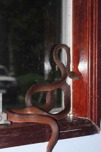 Brown Tree Snake sighting