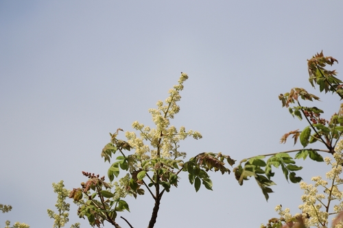 Spondias bipinnata