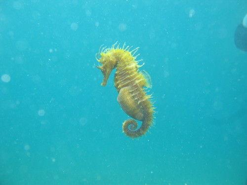 Dugokljuni morski konjic (Hippocampus guttulatus)