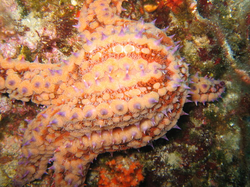 Kvrgava zvjezdača (Marthasterias glacialis)