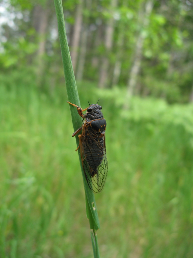 Say's Cicada from Alcona County, MI, USA on July 10, 2009 at 03:24 PM ...