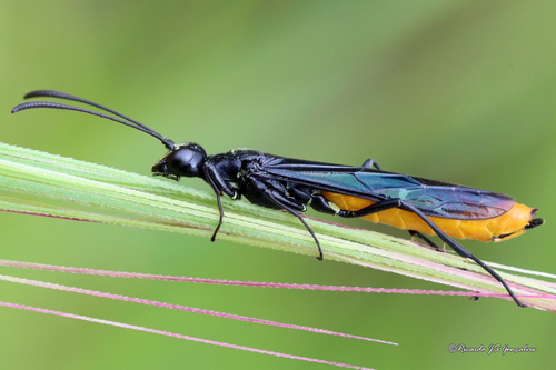Ichneumon pygmaeus