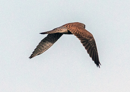 Eurasian Kestrel