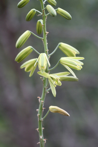 Albuca abyssinica Jacq.